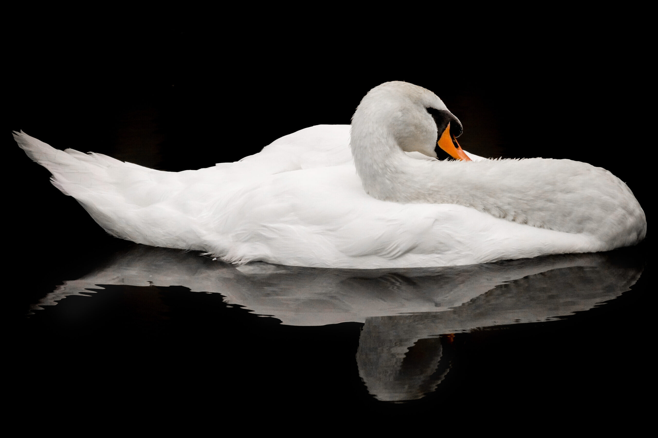 The Sleeping Swan Gasthuis